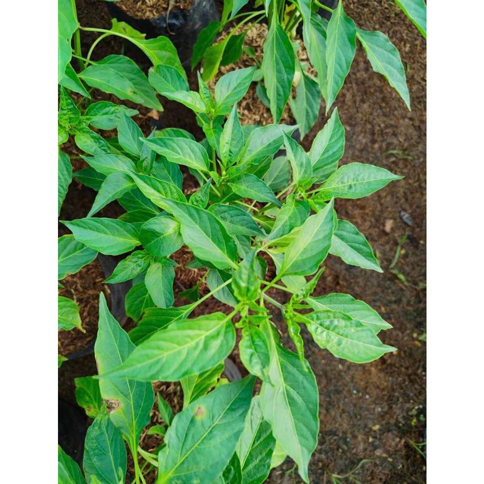 Siling Pansigang/Siling Haba with FREE plastic pot and marble chip ...