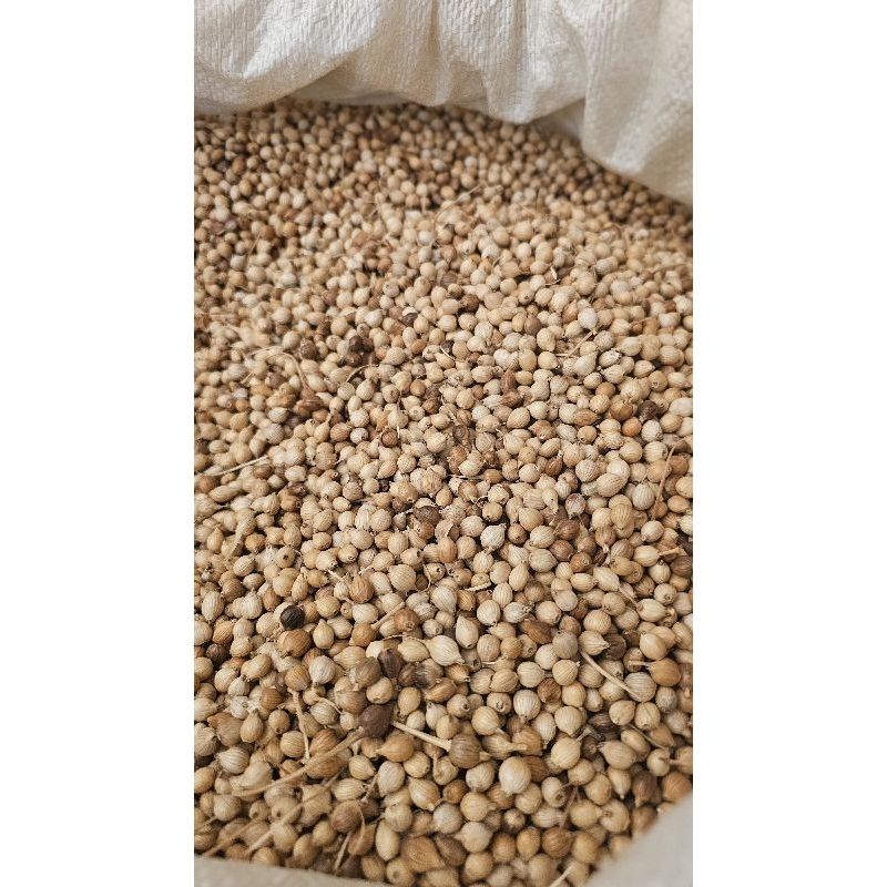Adlai Seeds Semilya for Planting | Shopee Philippines