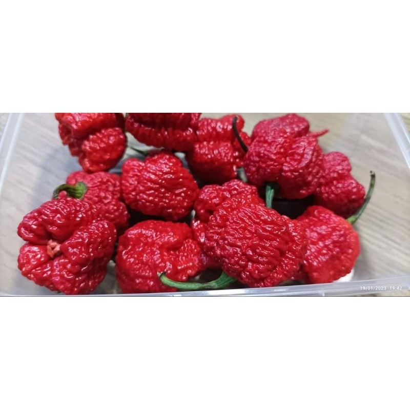 Miccah Farm Carolina Reaper seed's| one of the hottest chilli in the ...