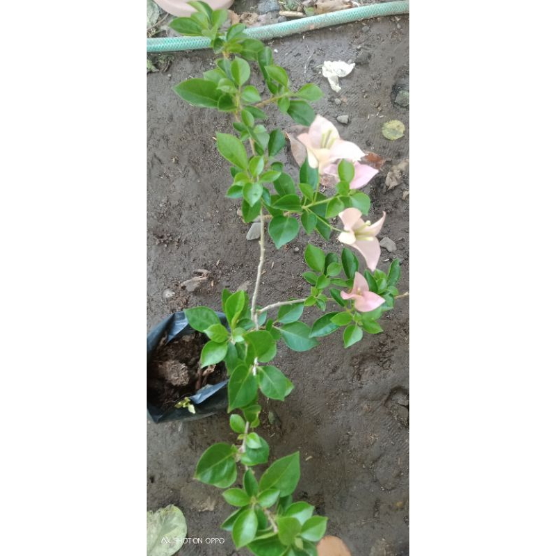 RARE ROOTED BOUGAINVILLEA | Shopee Philippines