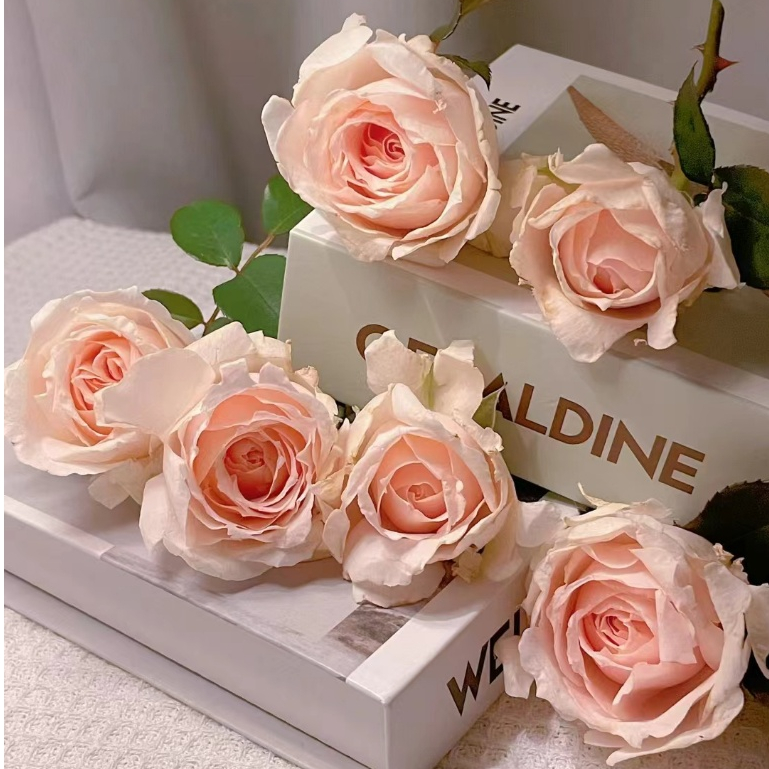 Super new rose varieties, garden balcony rose ornamental plants ...