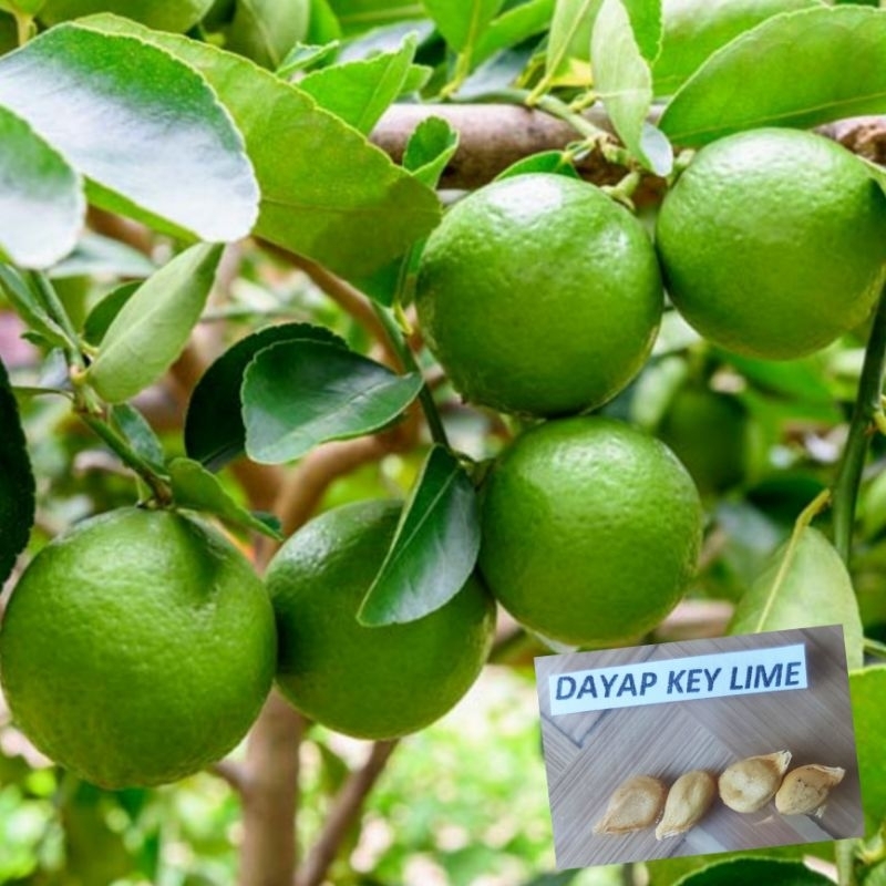 Dayap Key Lime Seeds (4Pcs/Pack) | Shopee Philippines