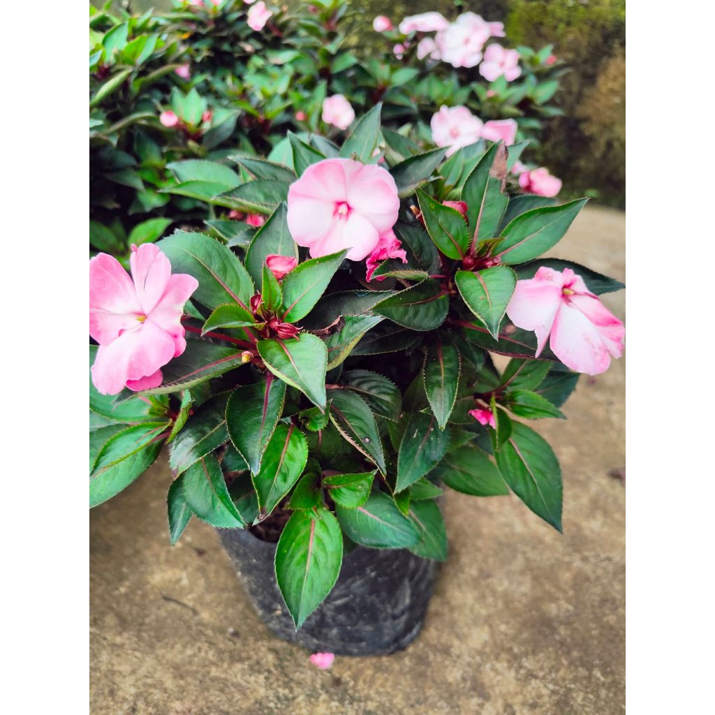 Impatiens Pink Promise with FREE garden soil, plastic pot and marble ...