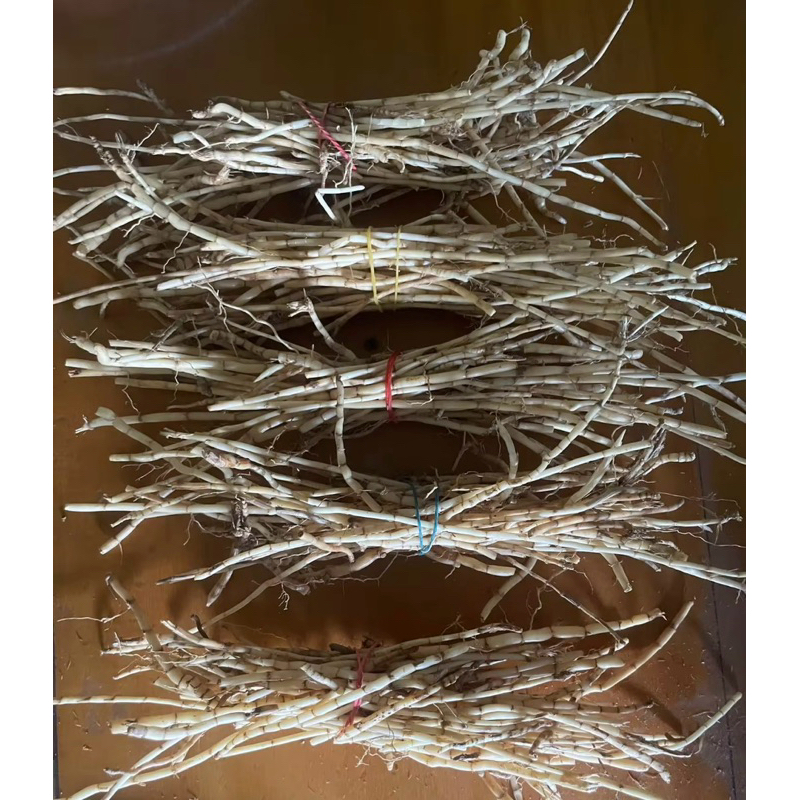 Fresh Cogon grass roots. Ugat ng cogon. | Shopee Philippines