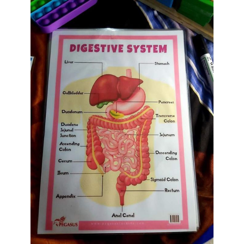 Digestive System Laminated Chart | Shopee Philippines