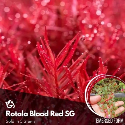 ROTALA AQUATIC PLANT SELECTIONS by Gwen's Aquakitz - Green, H'ra ...