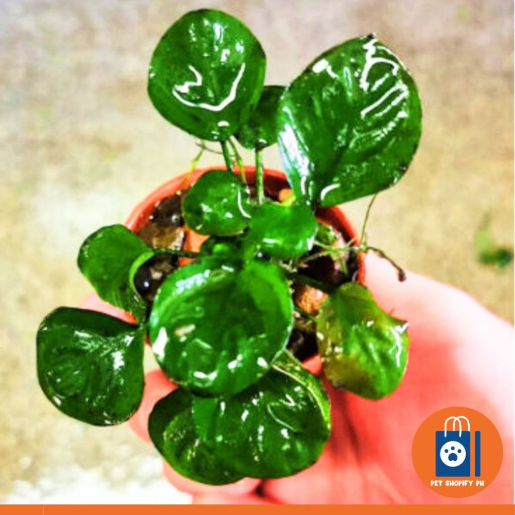 ANUBIAS BARTERI COINLEAF | Shopee Philippines