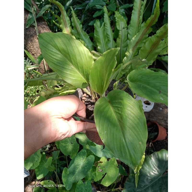 THAI BLACK GINGER Live Plant Shopee Philippines