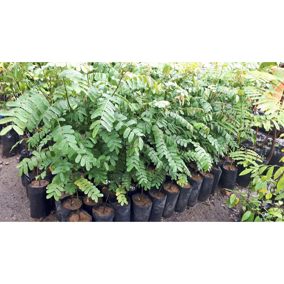 palawan cherry blossom | Shopee Philippines