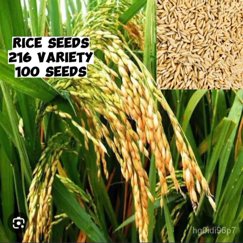 rice seeds (216 variety) 100 seeds approx. | Shopee Philippines