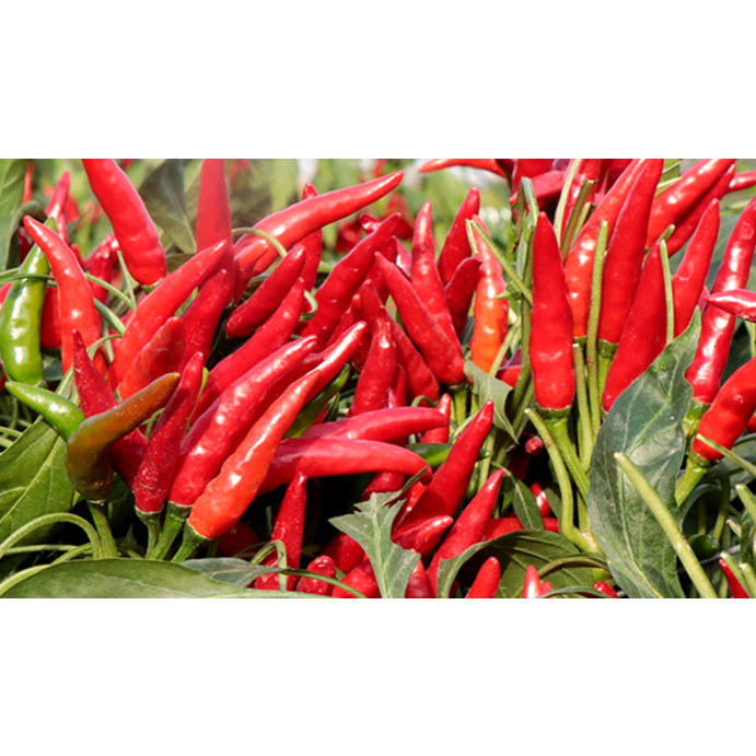 High Quality Pepper Seeds Have A High Germination Rate Vegetable Seeds