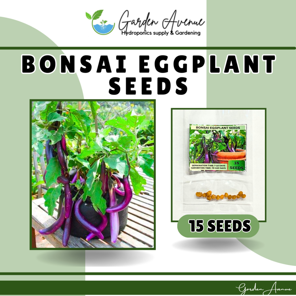 SULIT PACK! BONSAI EGGPLANT LONG (15 SEEDS) FOR POT AND CONTAINER