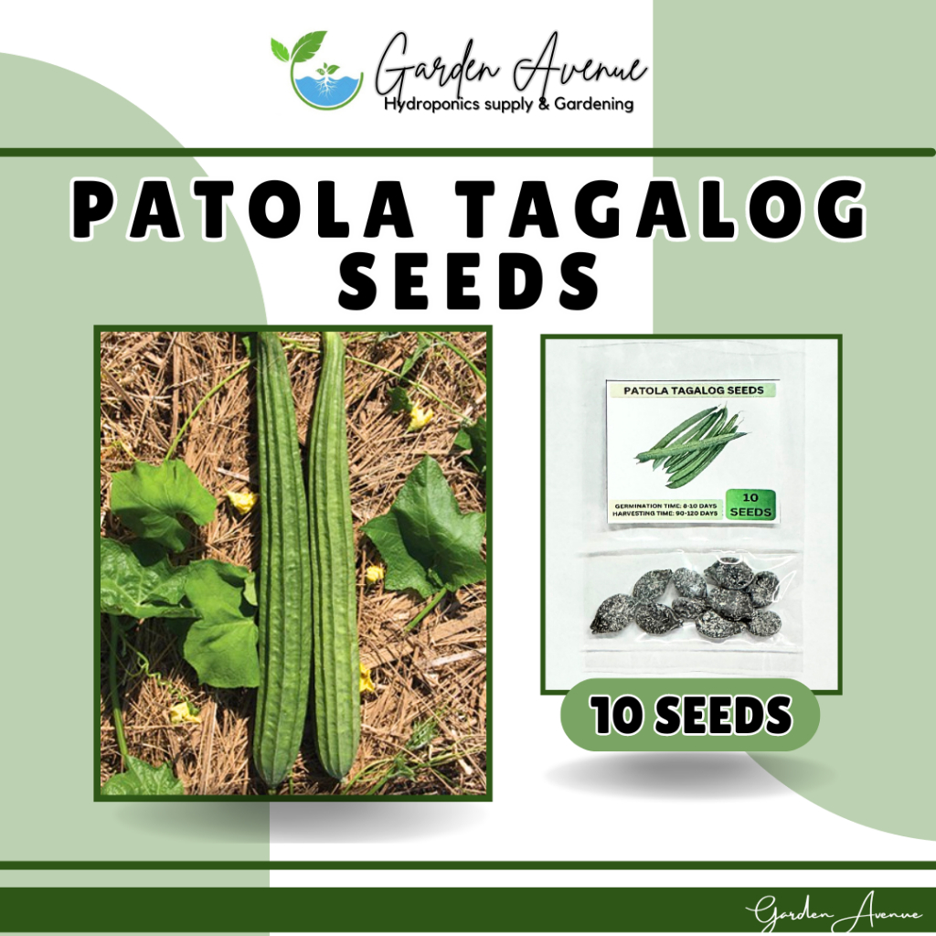 Patola Tagalog Seeds 10 Seeds Primera Varietyhigh Yieldingmore Profiteasy To Grow 9638