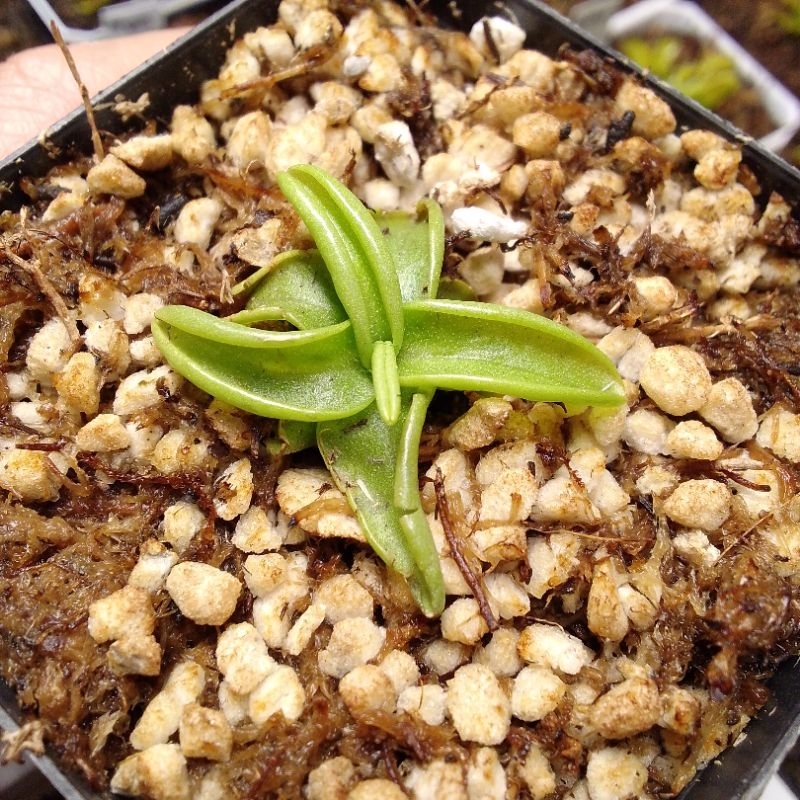 BUTTERWORT (Plant Eating Insect Seedling) Shopee Philippines