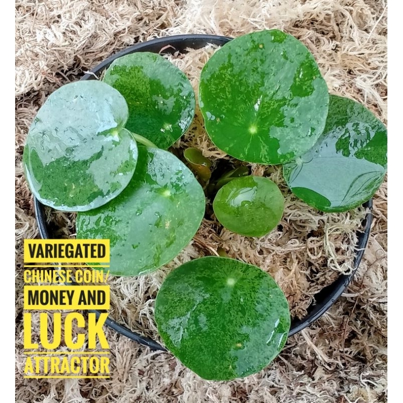 Variegated Chinese Money / Peperemoides Variegata/Money Attractor ...