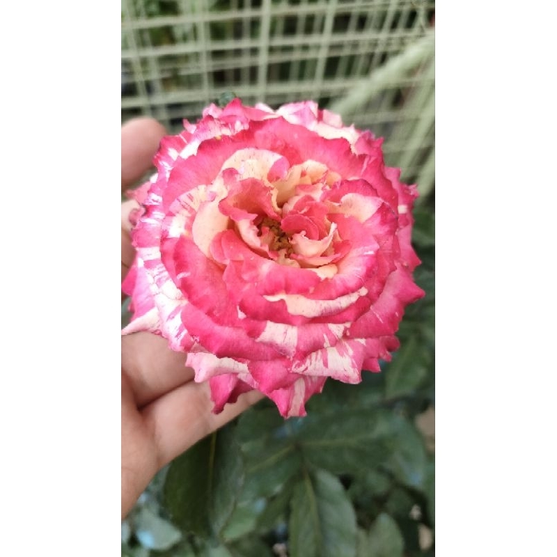 NEWLY REALESED RARE ROSE COLLECTION(MAGIC TIMES) | Shopee Philippines