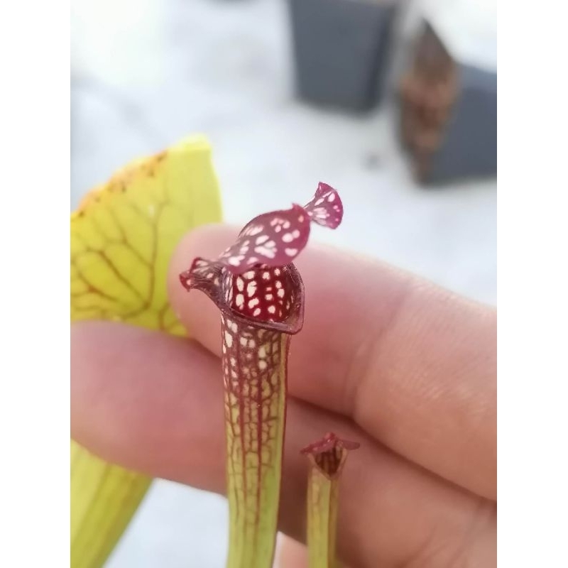 SARRACENIA RUBRA (potted) | Shopee Philippines