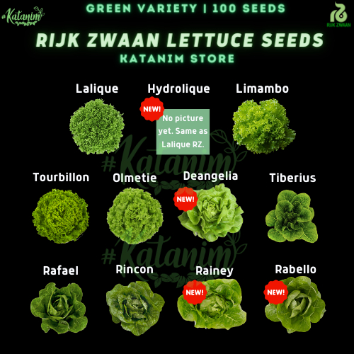 Green Variety Lettuce Rijk Zwaan Seeds Collection 100 Rz Seeds Pelletized Katanim 5964