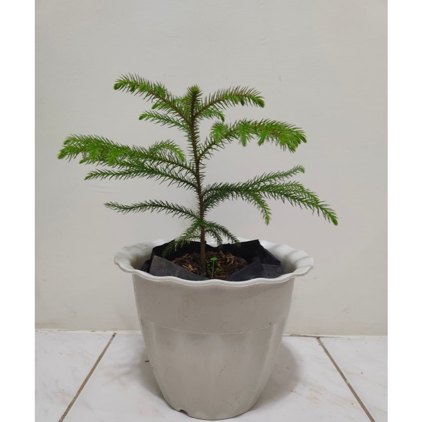 Araucaria 'Norfolk Pine Tree' (6 Inches Tall) with FREE soil, plastic ...