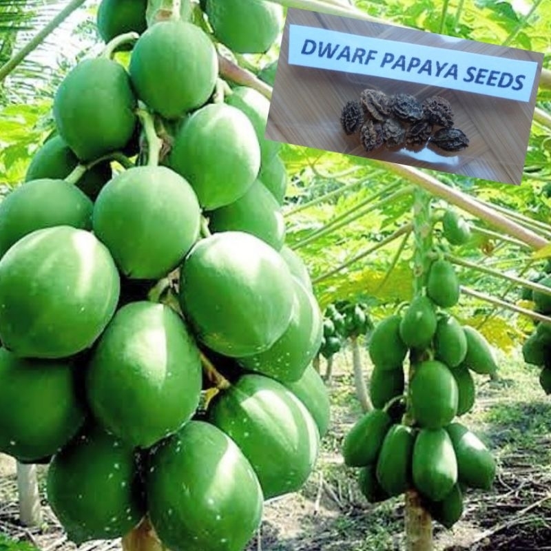 Dwarf Papaya 10 Seeds Per Pack | Shopee Philippines