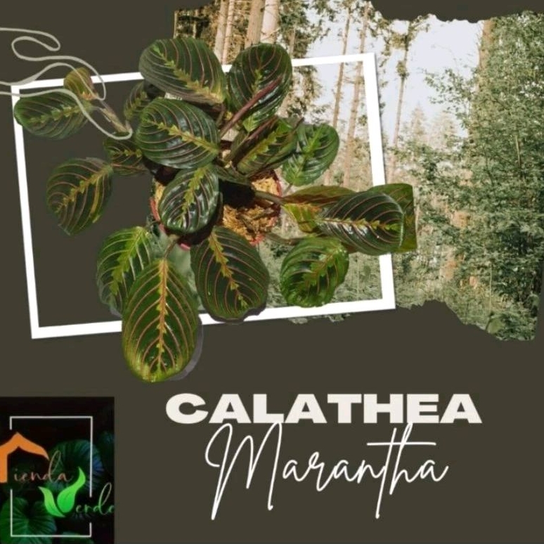 Calathea Red Marantha in a Pot for House and Garden Decorations ...