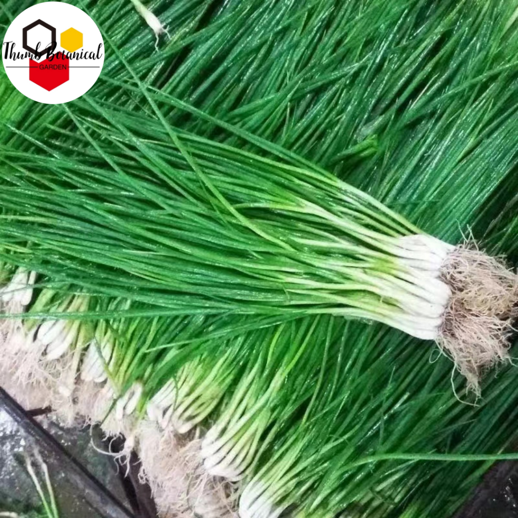 (500 SEEDS) DAHON NG SIBUYAS/BUNCHING ONION /JAKKOU VARIETY/EASY TO ...