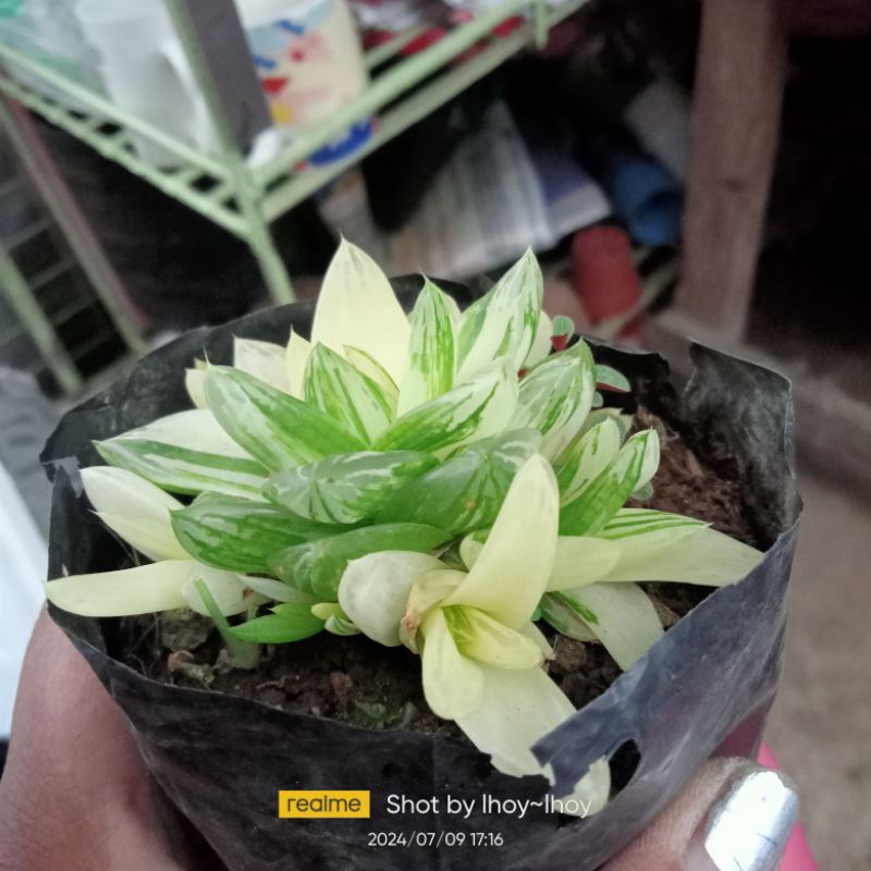 variegated cymbiformis cathedral window haworthia*** collectible ...