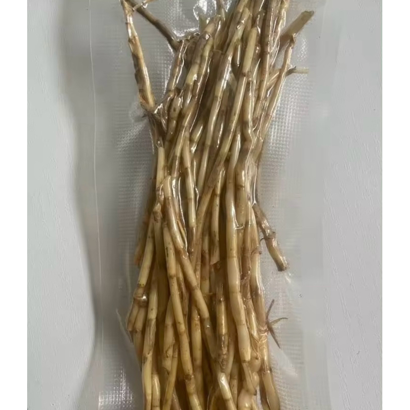 Fresh Cogon grass roots. Ugat ng cogon. | Shopee Philippines
