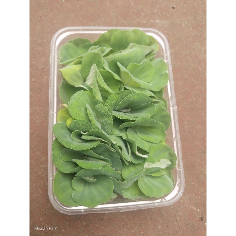 azolla mix duckweeds|Horn wort| water lettuce aquatic seed bulbs ...
