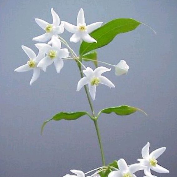 HOYA ODORATA (fragrant flowers) Shopee Philippines