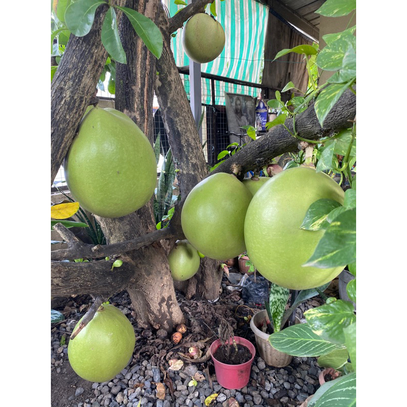 Miracle fruit/ Calabash 56 kg. Shopee Philippines