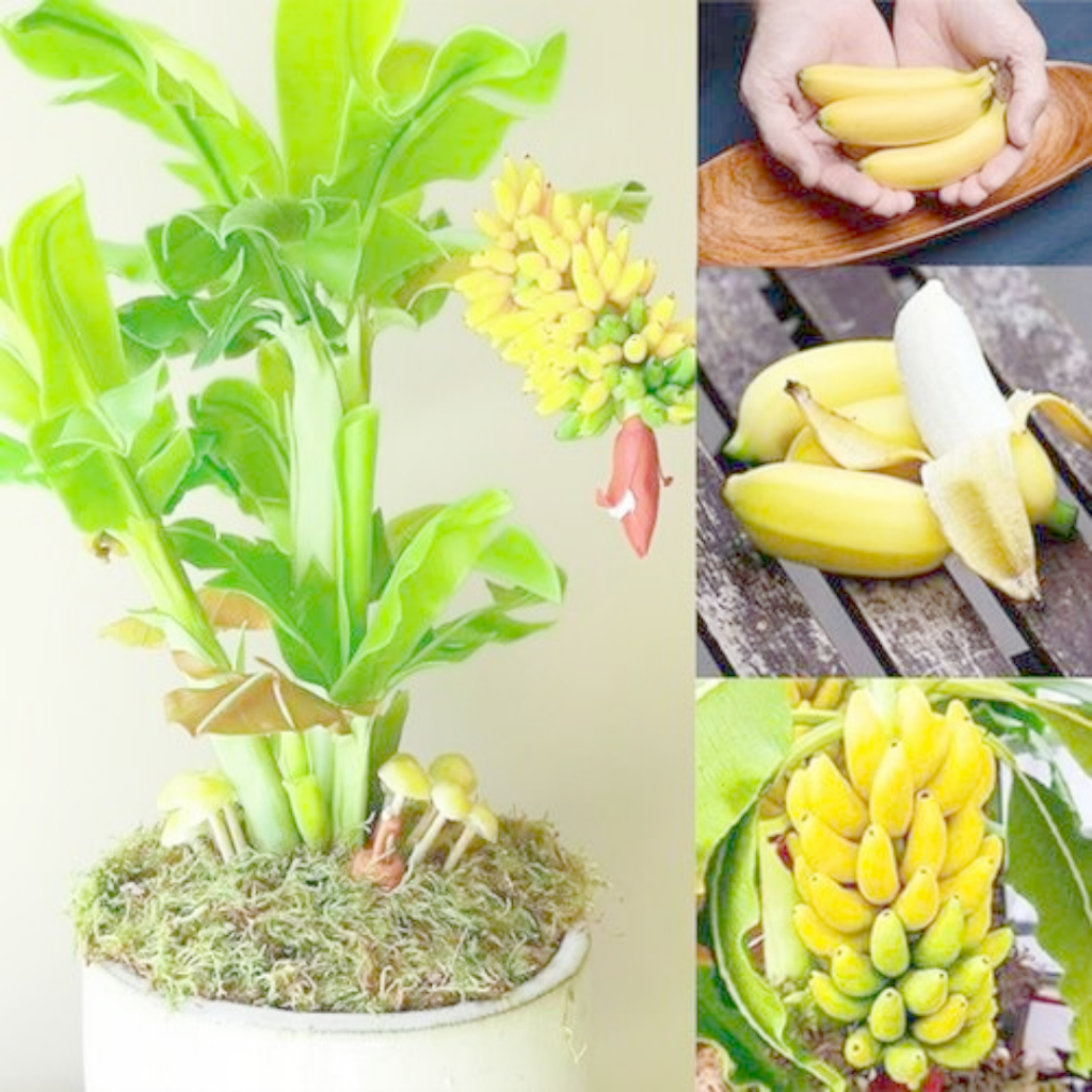 Sweet Banana Dwarfs (Seeds) Rare Dwarf Banana Tree Seeds Mini Bonsai