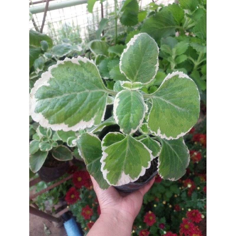 Variagated Oregano Herbs Regular Size Variegated Oregano Herb Plant