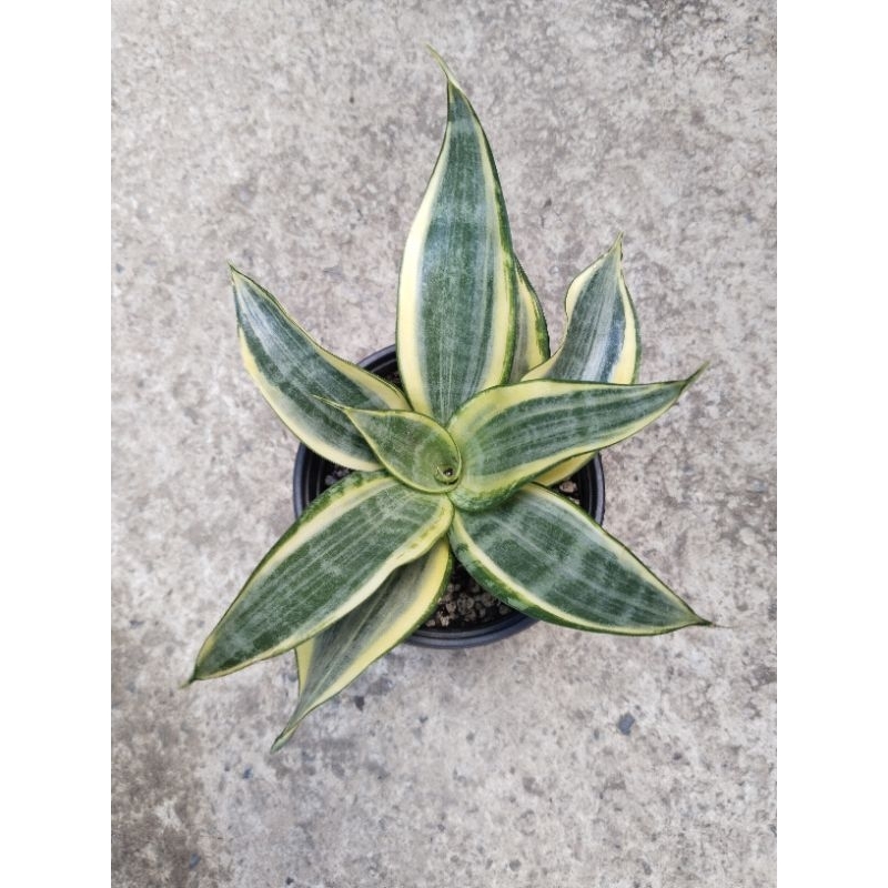 san se ve ria Golden Banner /L I V E/ Garden Decor | Shopee Philippines