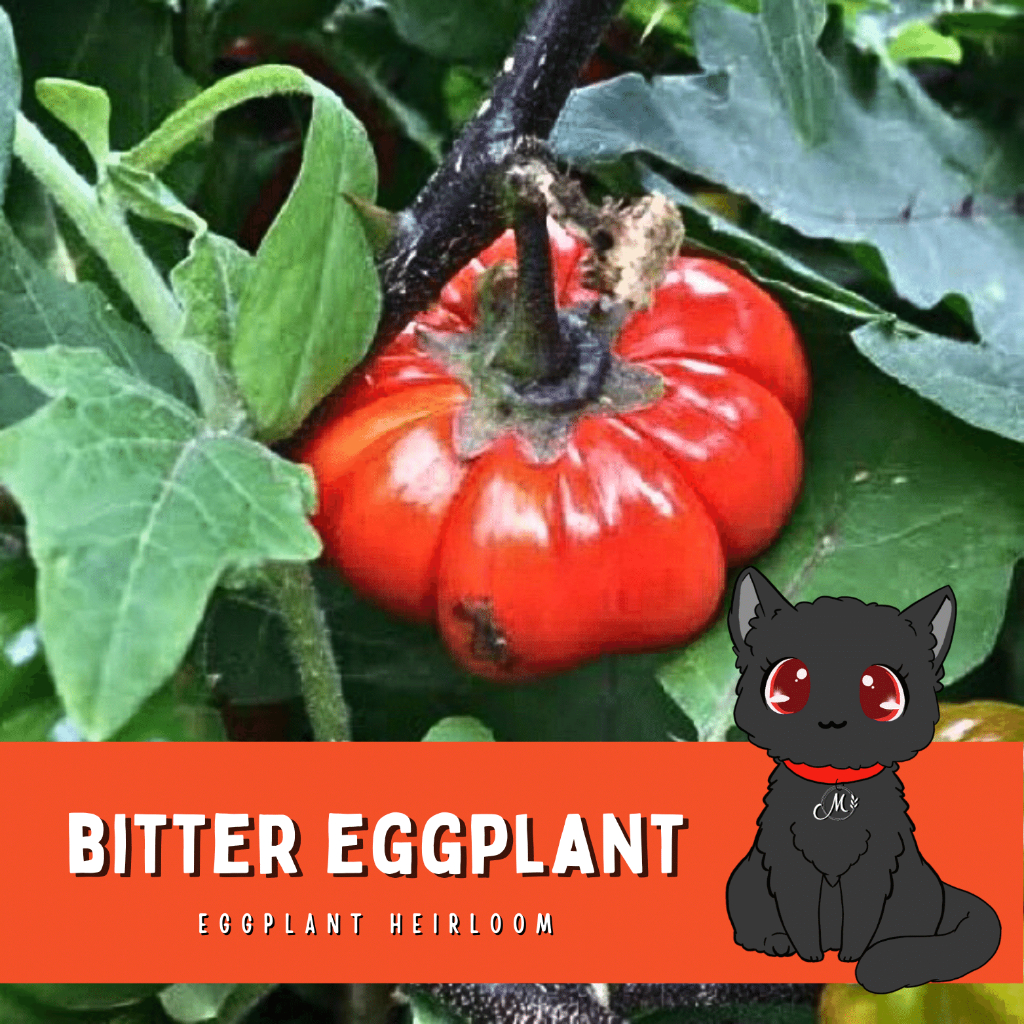 Bitter Eggplant Seeds; Likok Eggplant Seeds [Local Heirloom] (Mystic