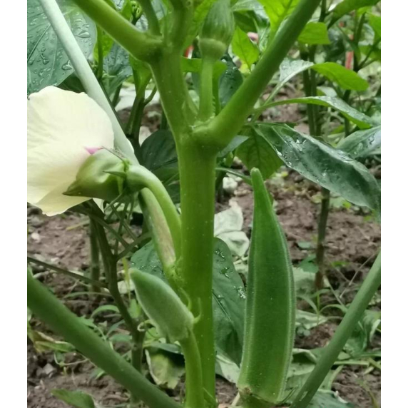 Vegetable seeds okra seeds with high germination rate and high quality