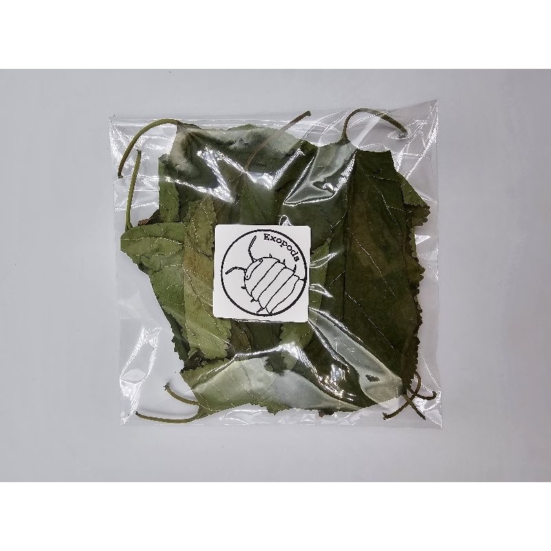 Dried Mulberry Leaves for Isopods and Shrimp Shopee Philippines