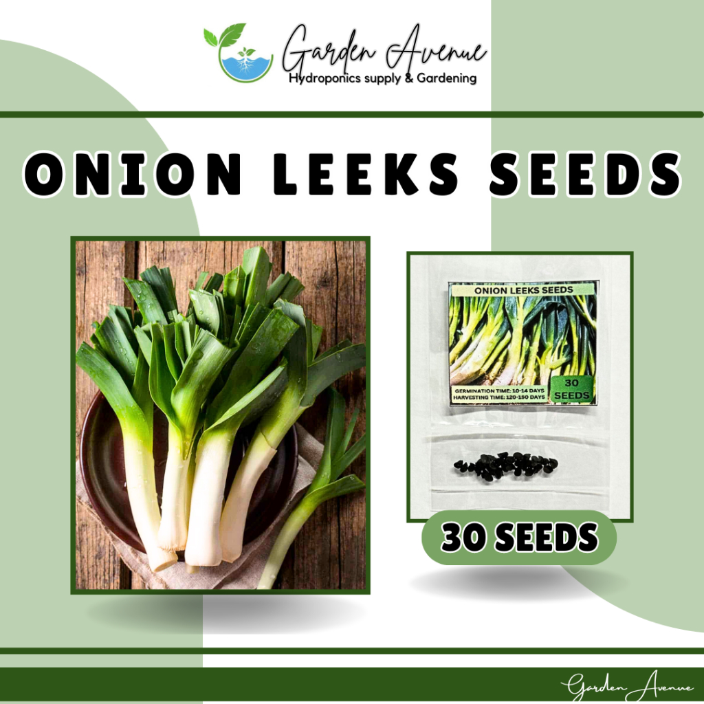 SULIT PACK! ONION LEEKS SEEDS (30PCS SEEDS) - BIG GREEN/HYBRID/FOR ...