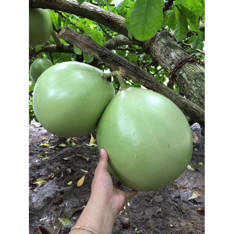 Miracle Fruit ( Calabash) Shopee Philippines