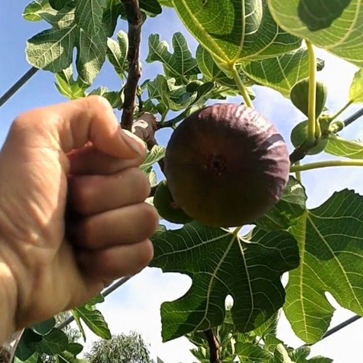 Shop fig tree for Sale on Shopee Philippines