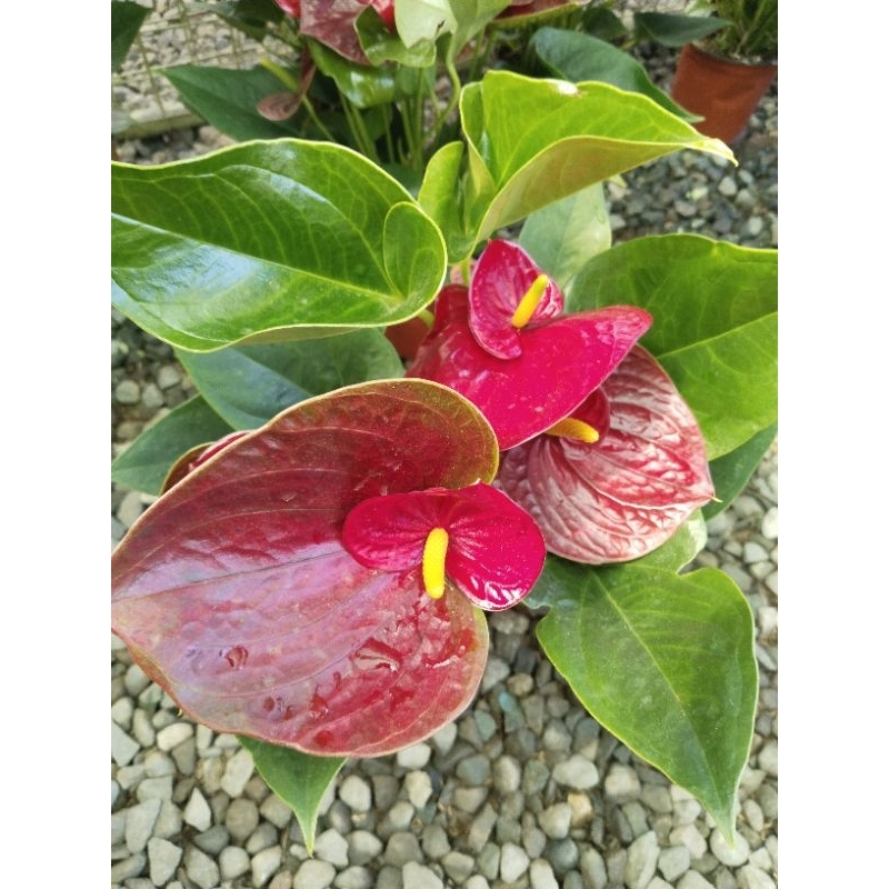 Double Petal Flower's Anthurium (China's P l a n t) | Shopee Philippines