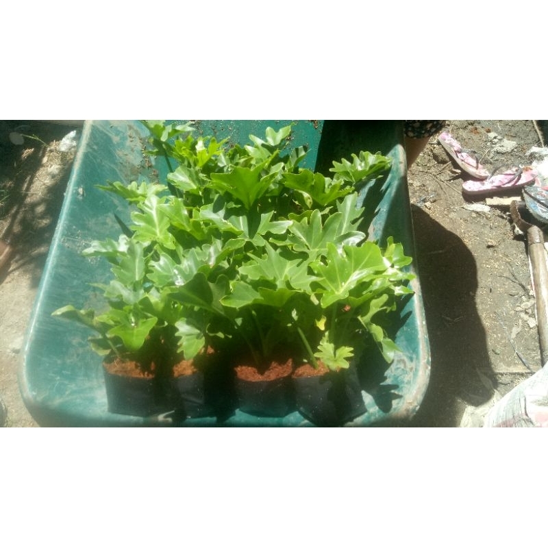 selloum plant (sahod yaman) Shopee Philippines
