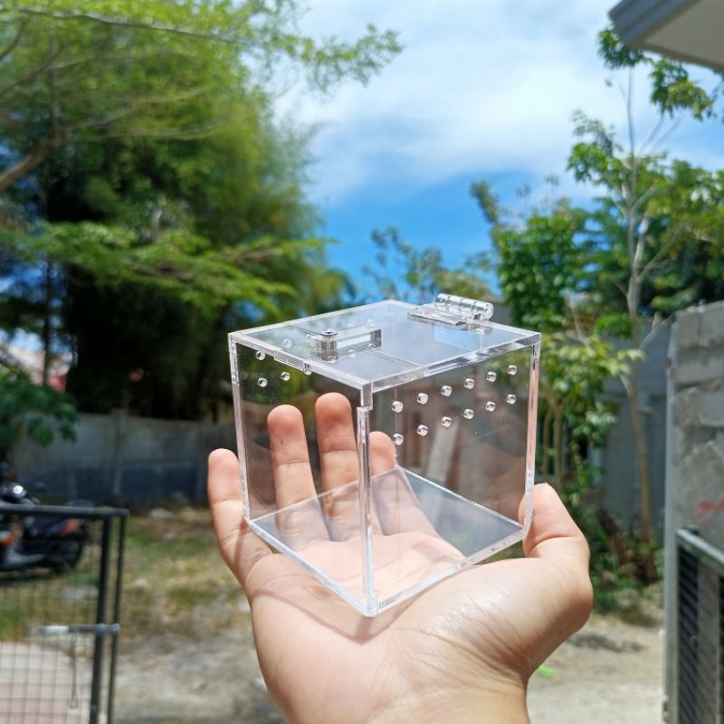 3*3*3 inches Acrylic Enclosure for Sling Tarantula Crystal Clear ...