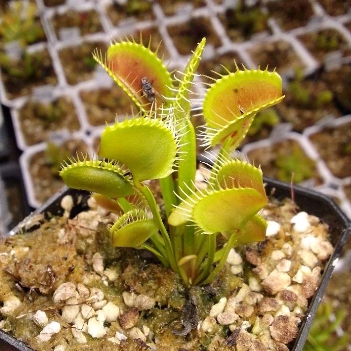 KING HENRY Venus Flytrap (plant eating insect seedling) | Shopee ...