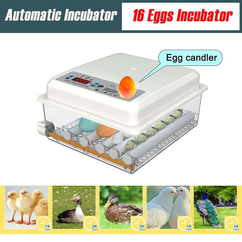 16 Eggs Automatic digital Egg incubator Dual power Poultry Hatcher ...