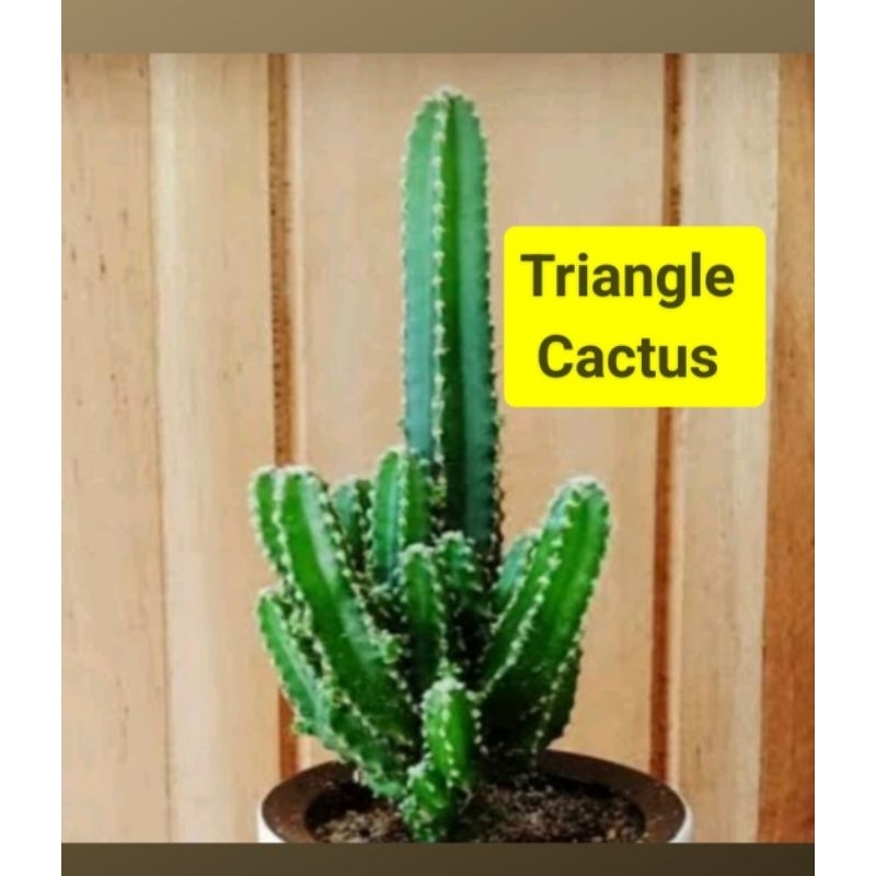 Common Cactus (Rooted)/ Succulent | Shopee Philippines