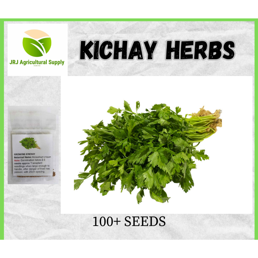 Kinchay Seeds(Herbs) 150pcs seeds | Shopee Philippines