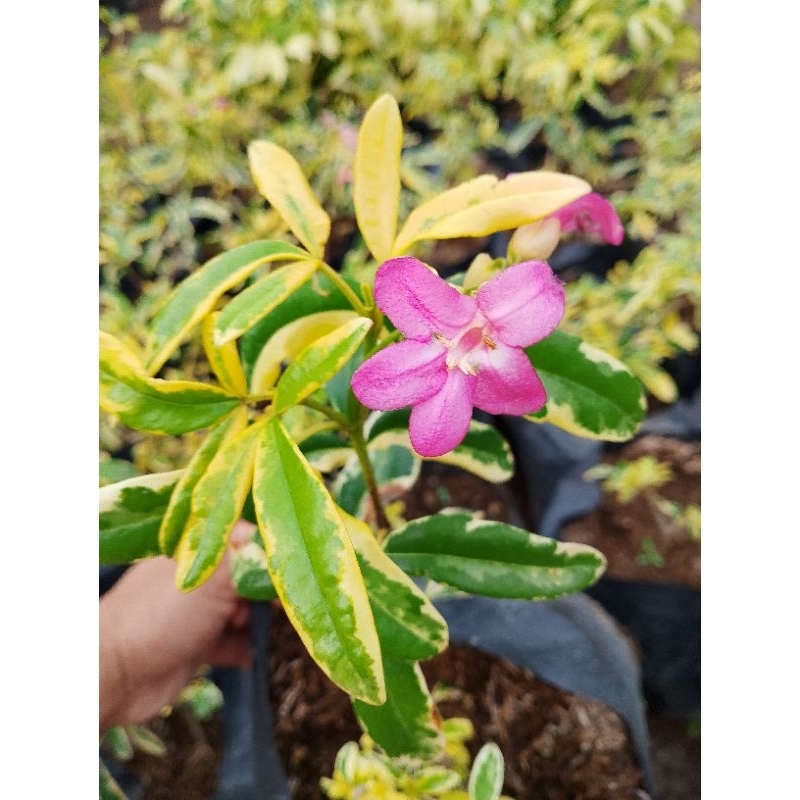 Seeds Repack Variegated Ravinia Pink Flower Live plant | Shopee Philippines
