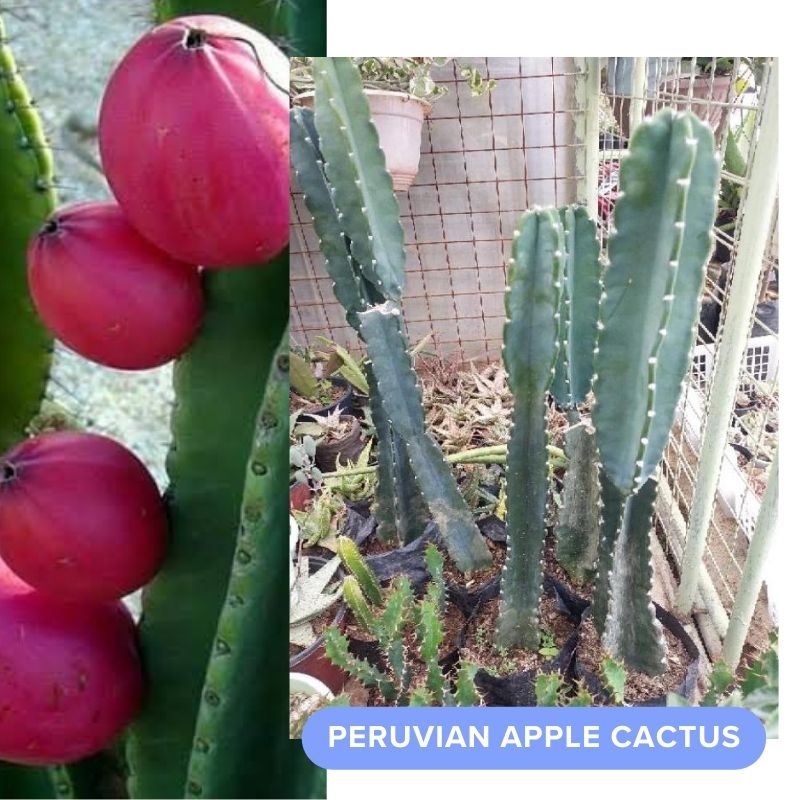 Peruvian Apple Tall Cactus Edible Fruit Garden Decoration | Shopee ...