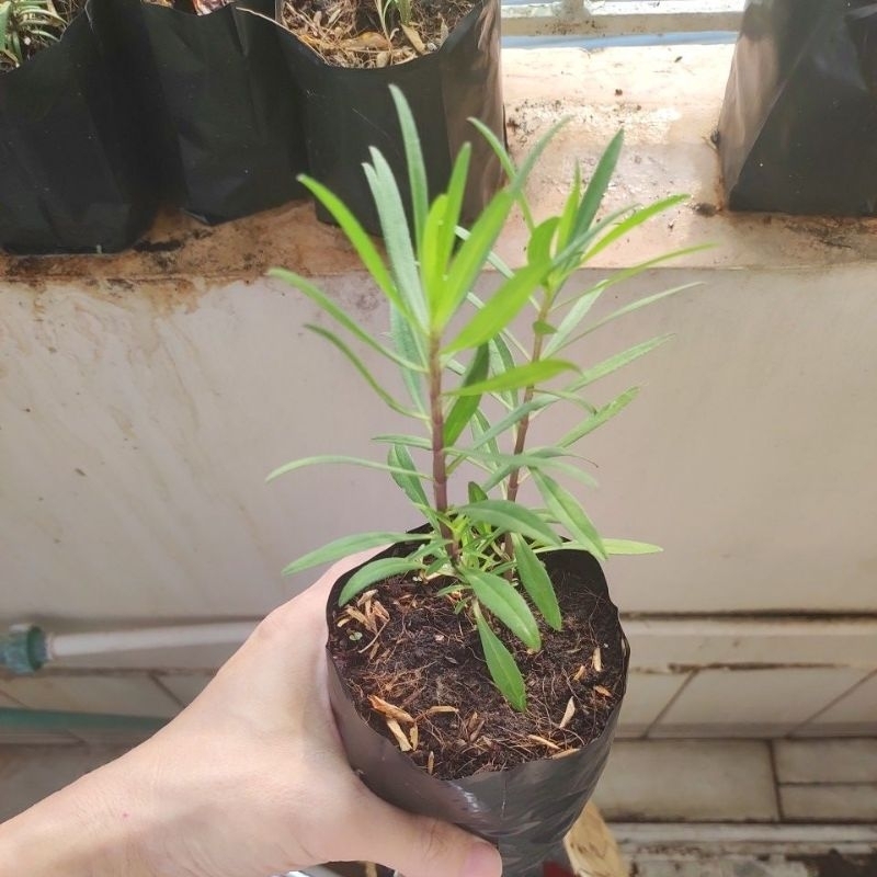 Tarragon Seeds in Seedling Bag Estragon "King of France" Shopee